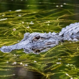 Un aligator în apă, înconjurat de plante acvatice. Aligatorul cu o înfățișare neobișnuită care a ieșit din lac era similar cu el