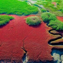 Plaja Roșie din China, vedere din cer. În stânga e o potecă întortocheată printre plantele rșii, în partea de sus e verdeață. Imagini inedite cu Plaja Roșie au devenit cunoscute în toată lumea