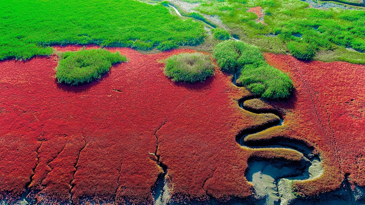 Plaja Roșie din China, vedere din cer. În stânga e o potecă întortocheată printre plantele rșii, în partea de sus e verdeață. Imagini inedite cu Plaja Roșie au devenit cunoscute în toată lumea