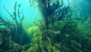 Plante acvatice în apă, în nuanțe verzi, cu albastru pe fundal. „Pădurea subacvatică” din Marea Mediterană a atras atenția la nivel mondial