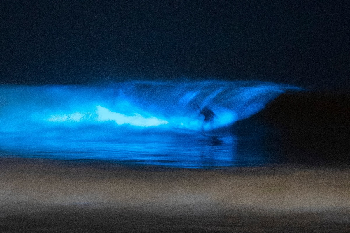 Organisme bioluminescente pe plaja din San Diego, California, 2020. Similare cu organismele bioluminescente care au „aprins” plajele din Noua Zeelandă