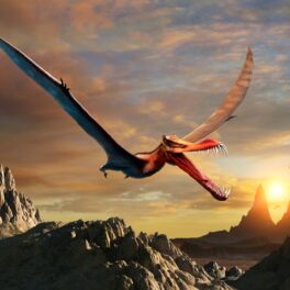 Pterozaur, reptilă zburătoare, pe cer, cu apus pe fundal, similar cu „dragonul morții”, ce a fost descoperit în Argentina