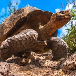 O țestoasă gigant „dispărută” a fost descoperită recent în galapagos, precum țestoasa din imagine, urcată pe pietre