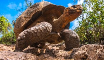 O țestoasă gigant „dispărută” a fost descoperită recent în galapagos, precum țestoasa din imagine, urcată pe pietre