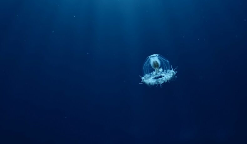 Turritopsis dohrnii în ocean, „meduza nemuritoare” care a uimit experții