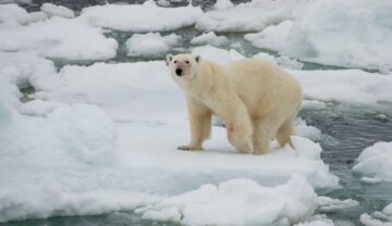 Urs polar pe gheață, la Polul Nord. Cercetătorii propun acum un plan controversat pentru răcirea Polilor
