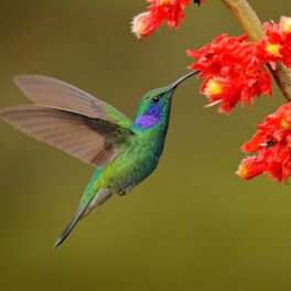 Pasăre colibri lângă o floare portocalie, pe fundal verde. Femelele colibri se „deghizează”, potrivit experților