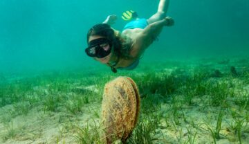 Femeie care face scufundări în ocean, cu o scoică mare în fața ei, diferită față de o specie „dispărută” de 30.000 de ani