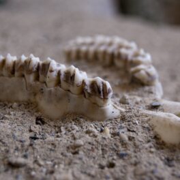 Mandibulă de om în nisip, cu dinți, pentru a ilustra o bacterie „pierdută” care a fost descoperită recent