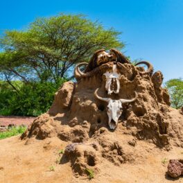 Colonie de termite din Tanzania, decorată cu capete de vaci, pe fundal cu verdeață, pentru a ilustra cum experții au vărsat 10 tone de ciment în pământ pentru a descoperi o colonie de furnici