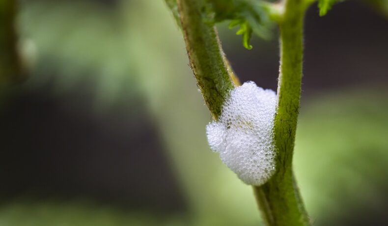 „Spuma” care apare uneori pe plante, de culoare albă, produsă de insecte broasca-săritoare, pe fundal verde