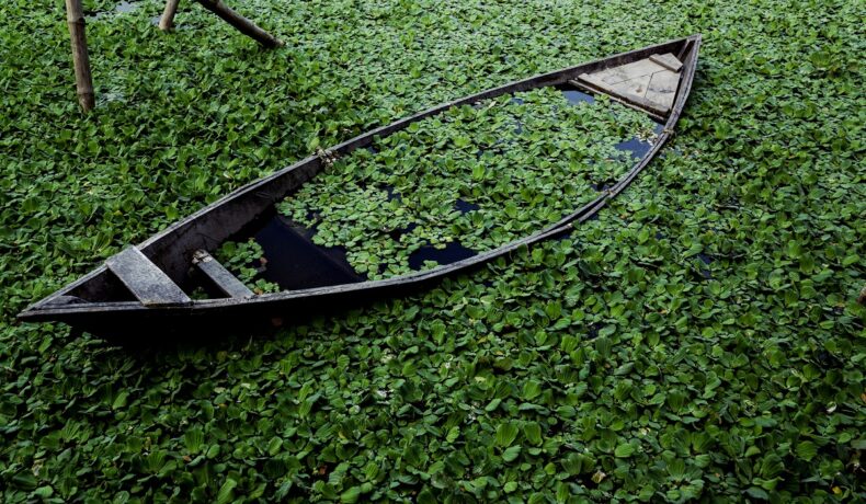 Barcă scufundată înconjurată de plante verzi, similară cu o canoe înconjurată de rămășițe umane