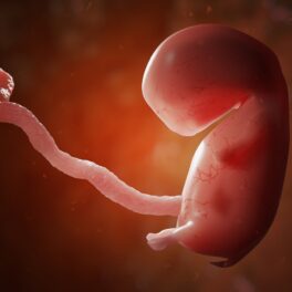 Embrion uman în primele etape de dezvoltare, precum cel creat de experții din Israel, pe fundal roșu, cu cordon ombilical