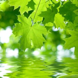 Frunze verzi aflate deasupra apei, pentru a ilustra cum au creat experții „frunza artificială”