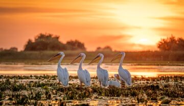 4 pelicani surprinși în Delta Dunării, ce e considerată „Amazonul Europei”, la apus, cu apă pe fundal