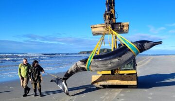 Balena cu dinți-spadă, considerată „cea mai rară balenă din lume”, eșuată pe o plajă din Noua Zeelandă, iulie 2024, în timp ce e cărată de o macara
